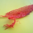 P081     10g