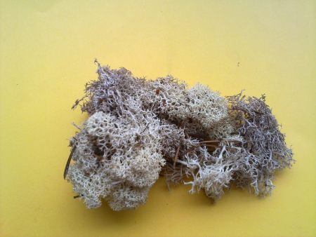 P080      20g